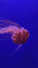 Huge pink jellyfish