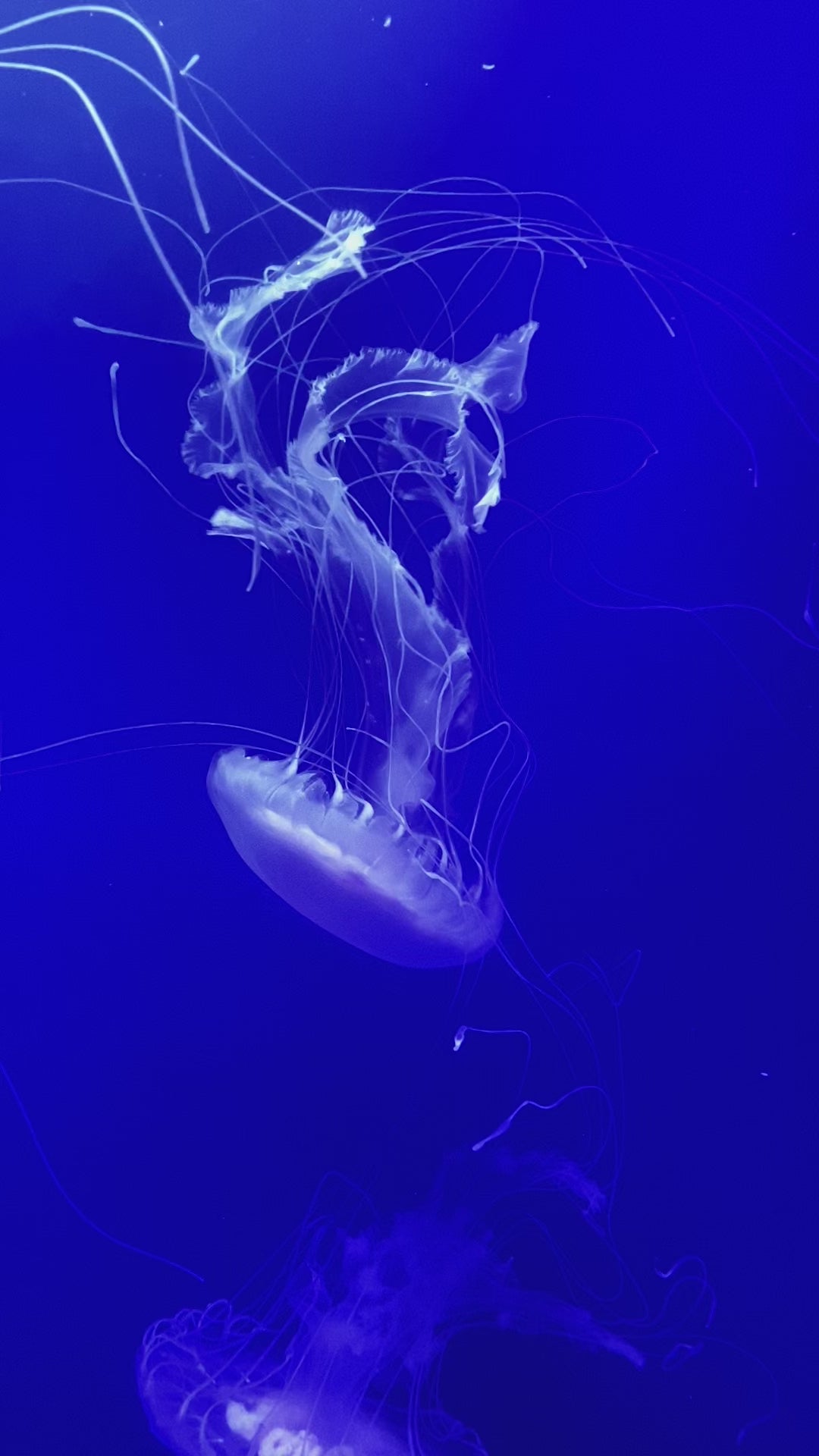 Stock footage of a jellyfish filmed on a mobile