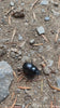 Top down view of a beetle walking through the woods